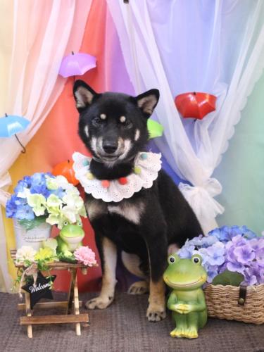 20230623マロくん